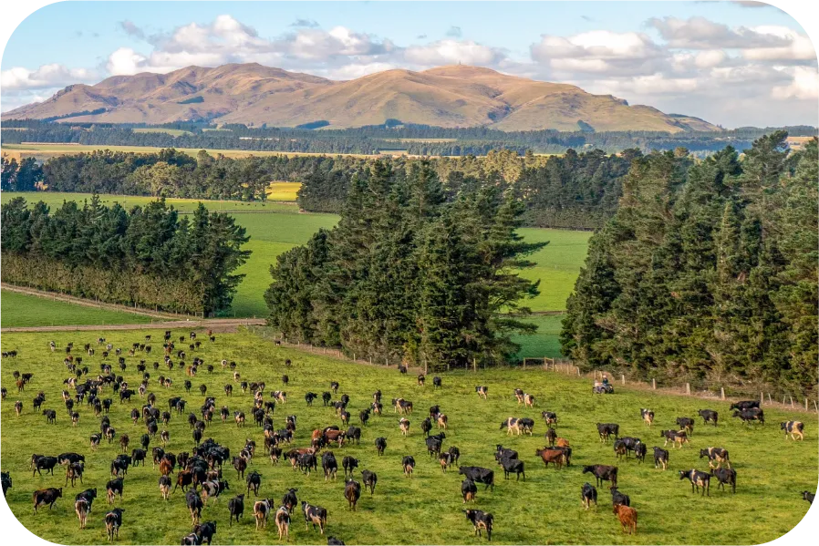 Cows grazing on New Zealand farm