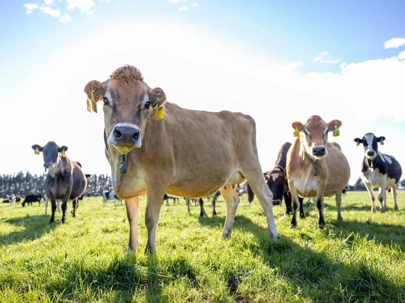 Dairy Farm Cow