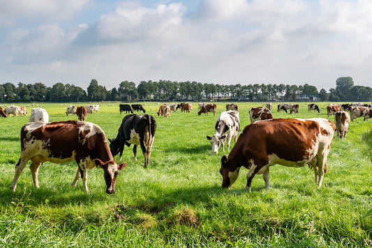 The Science Behind A2 Beta-Casein Protein for Baby Formulas