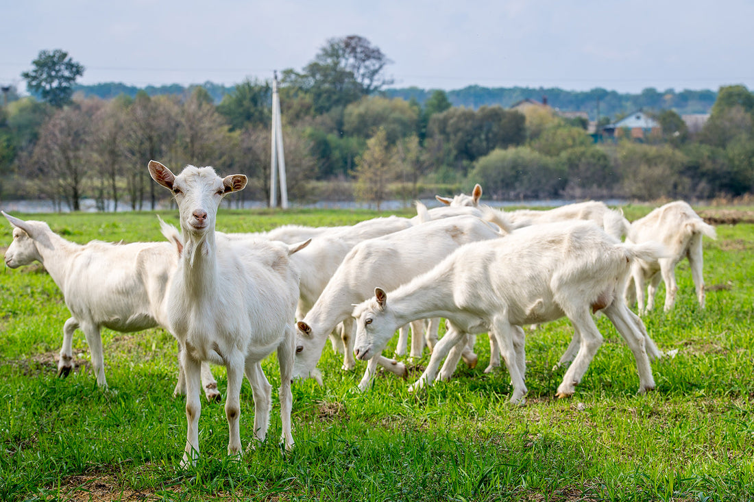 Is Goat Milk Formula an Alternative Option?