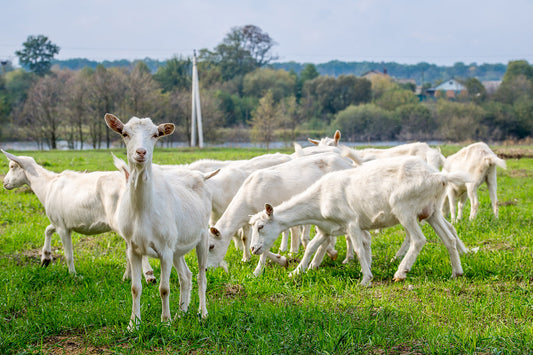 Is Goat Milk Formula an Alternative Option?