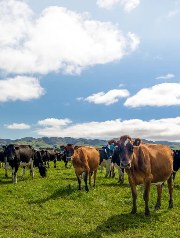 Cows in green pasture in New Zealand